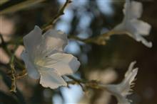 Flower photograph