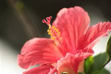 Flower photograph