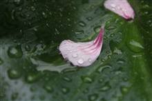 Flower photograph