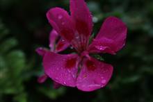 Flower photograph