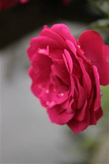 Flower photograph