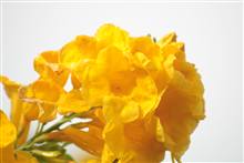 Flower photograph
